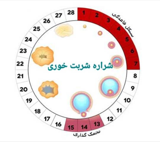 تعیین روز تخمک گذاری