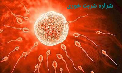 تقویت تخمک