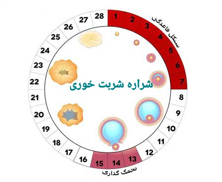 تعیین روز تخمک گذاری